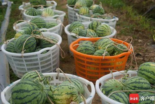 青岛农业吃瓜,瓜果飘香，丰收乐享田园时光