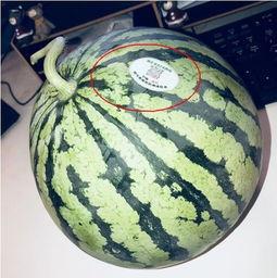 吃瓜网红国外,吃瓜群众眼中的海外网红生态