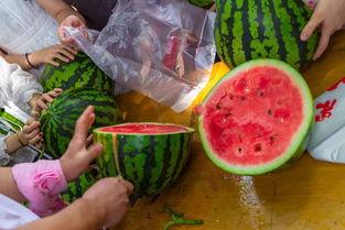 吃瓜长视频,一场视觉盛宴背后的故事