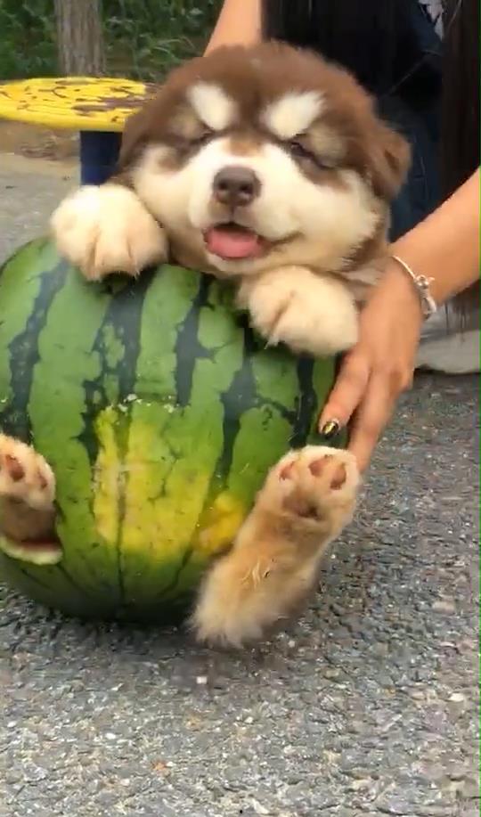 狗都会吃瓜,揭秘它们对瓜果的喜爱之谜