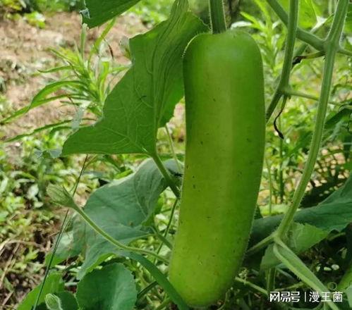 梦见吃瓜和西红柿,瓜果飘香，西红柿映红