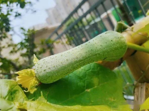 发吃瓜文章,那些你不知道的幕后故事