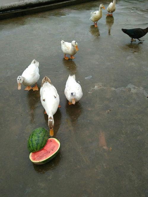 花鸭吃瓜,夏日田园生活画卷