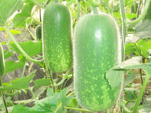 嗖云木吃瓜,揭秘网络热词背后的趣味与思考