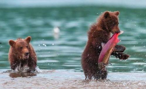 吃瓜小熊打球图片,趣味运动瞬间