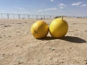 和平绿洲世界吃瓜