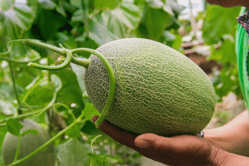 新瓜速吃,紧跟潮流，畅享新鲜资讯盛宴