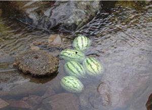 济南神兽吃瓜视频