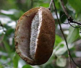 移植前可以吃八月瓜吗,八月瓜是否适宜食用