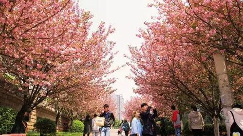 樱花校园吃瓜群,吃瓜群里的那些事儿