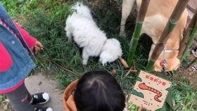 小极超人吃瓜,揭秘娱乐圈那些不为人知的幕后故事