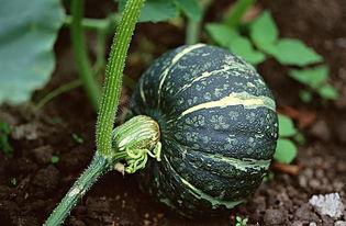 吃瓜作者视频素材下载,视频素材下载背后的故事