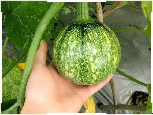 小呛吃瓜,揭秘娱乐圈那些不为人知的幕后故事