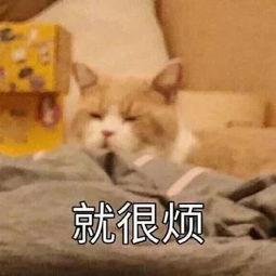 猫吃贝贝瓜吗,揭秘猫对贝贝瓜的喜爱之谜